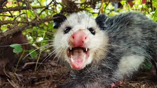 Top 7 Amazing Opossum Facts [upl. by Sirrom]