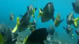 Snorkeling in Huatulco La Esperanza Coral Reef [upl. by Adliwa]