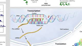 IB DP Biology SL review of Protein Synthesis [upl. by Rehctaht]