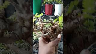 BOSWELLIA NEGLETA SPECIE naturelovers caudexplants bonsaitree naturephotography viralvideo [upl. by Assennav]