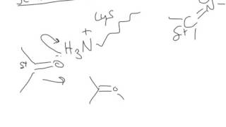 CHEM 407  Carbohydrate Chemistry  Schiff Base Formation [upl. by Ahseiyt]