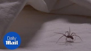 The brown recluse spider in action as it crawls across a bed  Daily Mail [upl. by Pattin368]