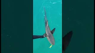 Beautiful Cobia cobia fishing fish marinelife food offshore shimano lurefishing sea [upl. by Noside]