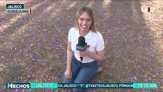 Jacarandas en Jalisco [upl. by Gapin]