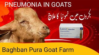 Pneumonia treatment in goat  Baghban Pura Goat Farm [upl. by Rauch]