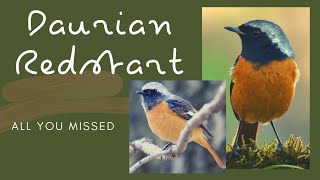 Daurian redstart facts  jōbitaki  Daurian redstart Calling sound [upl. by Rome]