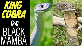 King Cobra Vs Black Mamba The ultimate showdown [upl. by Carri460]