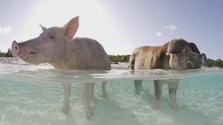 Autopsy Shows What Killed Some Of The Bahamas Famous Swimming Pigs [upl. by Nylidnam772]