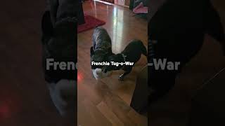 Frenchie tug of war Minidog vs Ricosuave frenchies [upl. by Meluhs413]