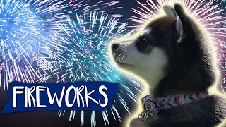 Fireworks Noise Desensitization For Dogs [upl. by Annaej]