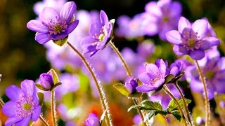 FLOWERS CAN DANCE Amazing nature Beautiful blooming flower time lapse video [upl. by Roby]