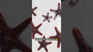 Amazing Starfish Facts That Will Surprise You [upl. by Lladnarc804]