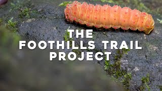 The Foothills Trail Project  Documentary Film [upl. by Enrobialc535]