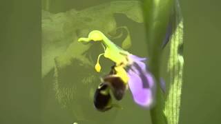 Orchid pollination 9 Pollination of Ophrys apifera the bee orchid [upl. by Sivel]