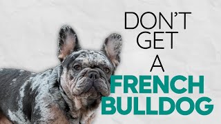 Dont get a FRENCH BULLDOG frenchbulldog thefrenchiepost [upl. by Annahahs854]