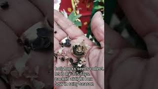 Hollyhocks seeds collection n Sowing information winter flowers [upl. by Dier307]