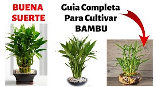 ¿Como Cultivar Bambu En Casa  Cuidados y Reproduccion [upl. by Nannek]