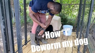 How to deworm a dog yourself What “i” use deworming worms [upl. by Hesky619]