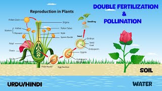 Double Fertilization and Pollination In UrduHindi For Kids With Animation [upl. by Enimzaj636]