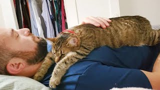 Cute Cats And Owner Sleeping  The BEST Feeling In The World [upl. by Naylor]