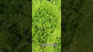 azolla اكسبلور مشروع farming أزولا agriculture أغنام ترند مربيالحماموالدجاج ط [upl. by Llerref]