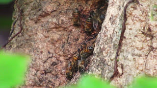 Africanized honey bee hive Apis mellifera scutellata [upl. by Nylkoorb]