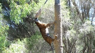 Sumatran Tiger Climbs 45 Metre Pole to Eat Dinner [upl. by Abey745]