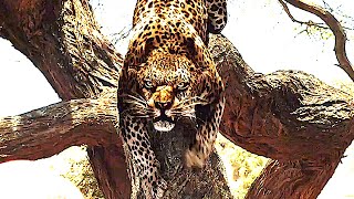 ENDANGERED SPECIES Trailer 2021 Killer Leopards Horror [upl. by Niatirb]