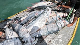 Guerreiros Do Mar EU NUNCA VI NADA IGUAL IMPRESSIONANTE A QUANTIDADE E O TAMANHO DESSES PEIXES [upl. by Pamella]