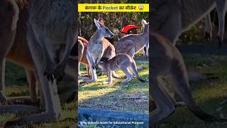 कंगारू Kangaroo के Pocket का सीक्रेट shorts [upl. by Eillas76]