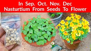 Nasturtium From Seeds How To Grow With Flower Update [upl. by Latashia]