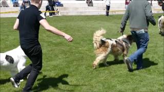 Special Tornjak dogshow  Kupres 2016 [upl. by Drofxer]