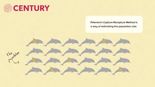 Petersens CaptureRecapture  Mathematics [upl. by Diehl]