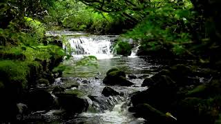 Relaxing Waterfall Nature SoundsNatural music of Birds ChirpingSleeping Bird Sound Meditation [upl. by Doretta]