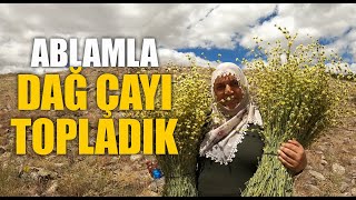 Anadolunun Geleneksel Çayı Olan quotDağ Çayıquot Topladık Sideritis libanotica Labill [upl. by Ripley]