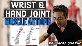 Wrist amp Hand Anatomy Muscle Actions [upl. by Annayar897]