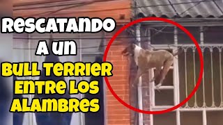 Rescatando a un Bull Terrier Inglés atrapado entre el cableado Eléctrico [upl. by Alyse]