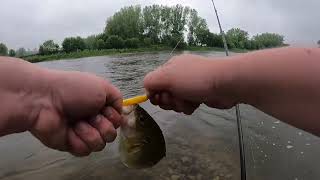 Grand River Grind For Walleyes 2024 [upl. by Khanna603]