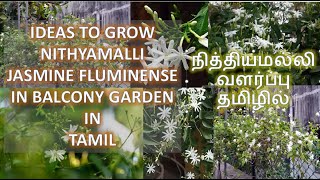 Nithyamalli  Jasmine Fluminense  Balcony Garden Idea  Tamil [upl. by Aubreir]