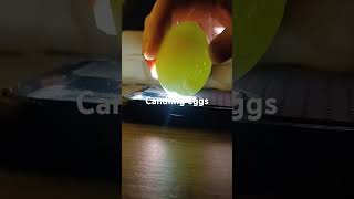 Egg candling cream legbar eggs chicken blueeggs backyardchickens farm [upl. by Nylirac]