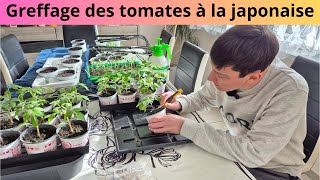 Greffage des tomates à la japonaise [upl. by Sollars263]