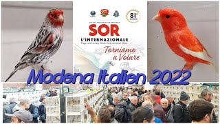 SOR L’INTERNAZIONALE Vogelausstellung amp Vogelboerse in Modena Fiere 2022 [upl. by Yelrah133]