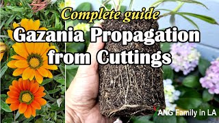 Complete Guide to Propagating Gazania African DaisyTreasure Flower from Cuttings 勋章菊扦插繁殖 [upl. by Isis]