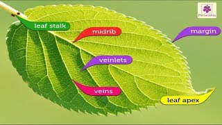 Structure of A Leaf  Environmental Studies Grade 4  Periwinkle [upl. by Halsey]