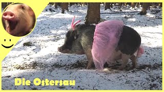 Lustige Videos  Lustige Tiere  Die Ostersau  Frohe Ostern [upl. by Edd]