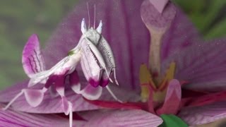 Blender Mantis Tutorial I Luxrender Materialien I German I [upl. by Sara316]