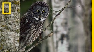 Great Grey Owl  Untamed Americas [upl. by Nner]