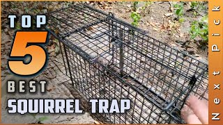 Top 5 Best Squirrel Traps Review in 2024 [upl. by Aural196]