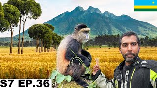 Finally Saw the Amazing Golden Monkeys in Rwanda 🇷🇼 S7 EP36  Pakistan to South Africa [upl. by Oidiple]