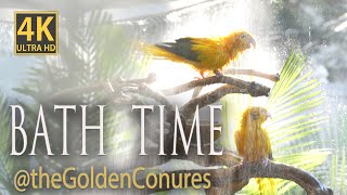 Bath time with Barry and Tsuki  The Golden Conures  Parrot TV in 4K  Rare birds splash and bathe [upl. by Notyrb]